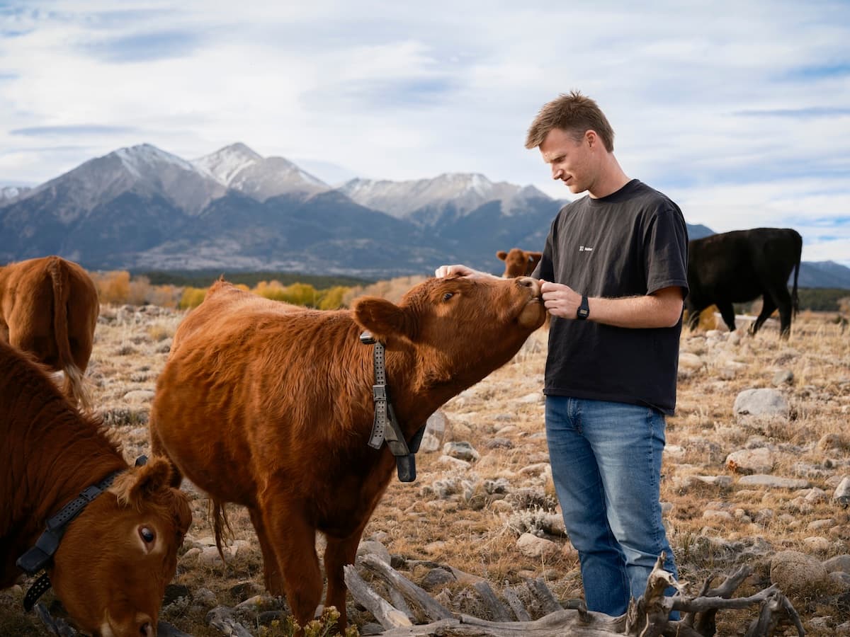 Halter's Solar-Powered Cow Collars Are Revolutionizing Agriculture